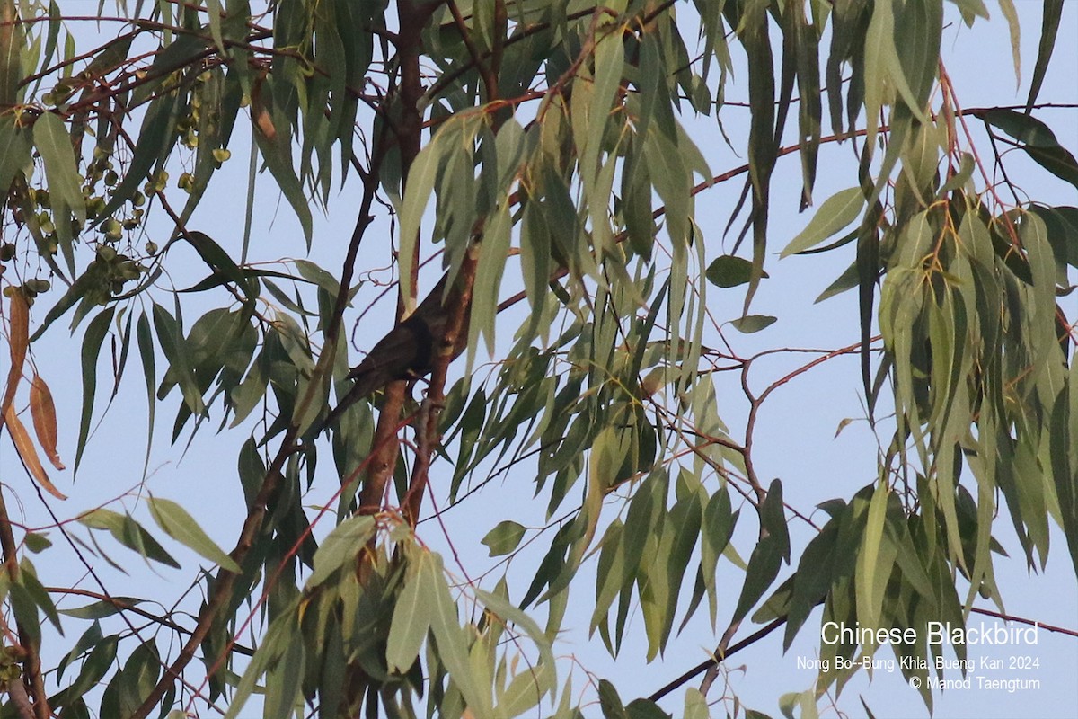 Chinese Blackbird - ML627896793
