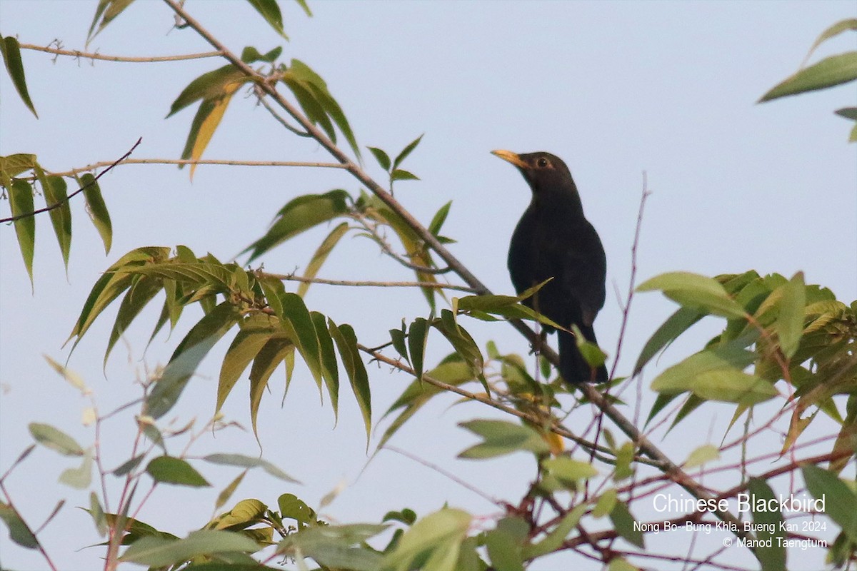 Chinese Blackbird - ML627896794