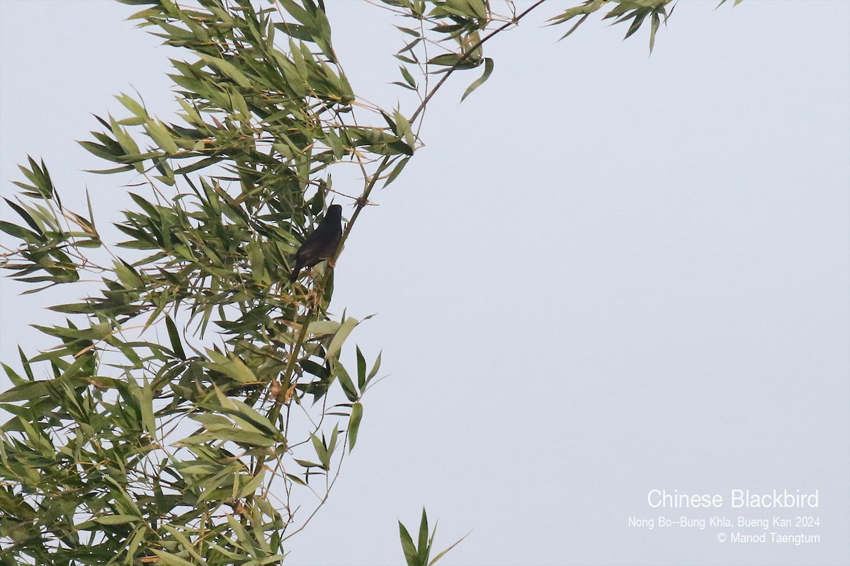 Chinese Blackbird - ML627896795