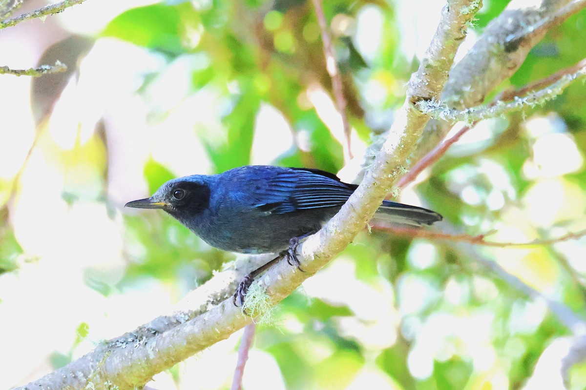 Masked Flowerpiercer - ML627896832