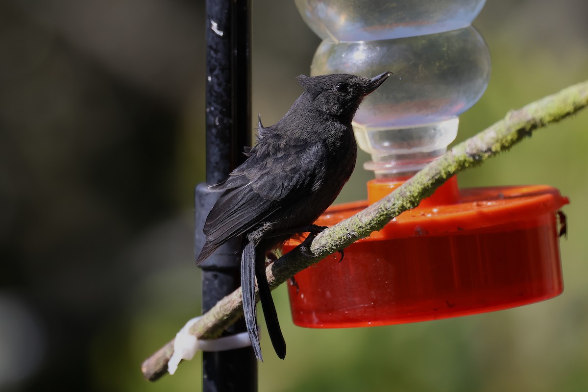 Black Flowerpiercer - ML627896958