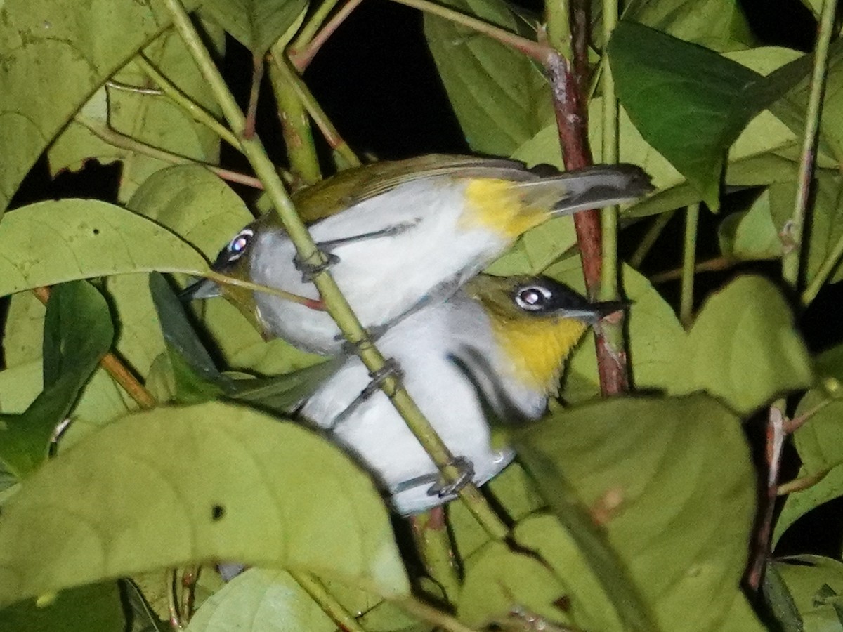 Black-crowned White-eye - ML627896965