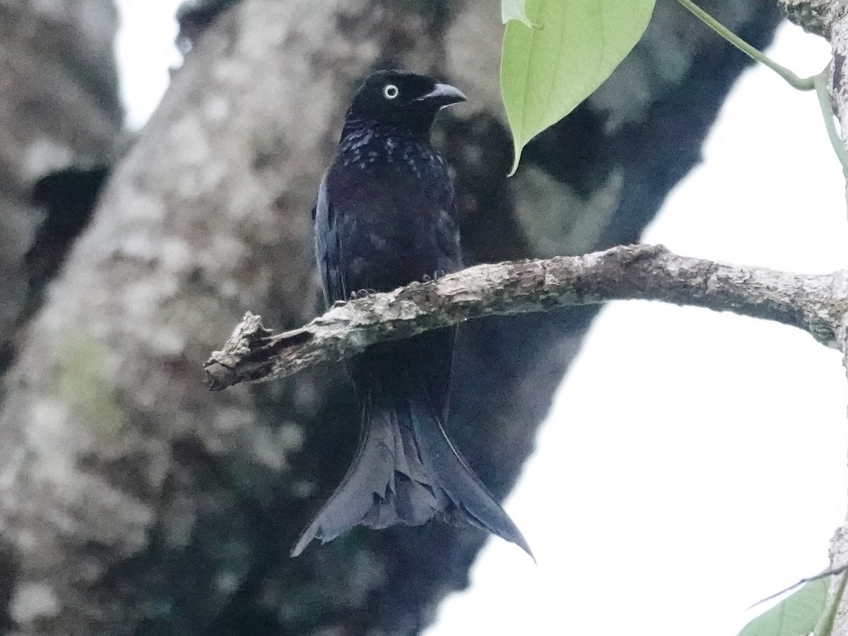 Hair-crested Drongo (White-eyed) - ML627896966