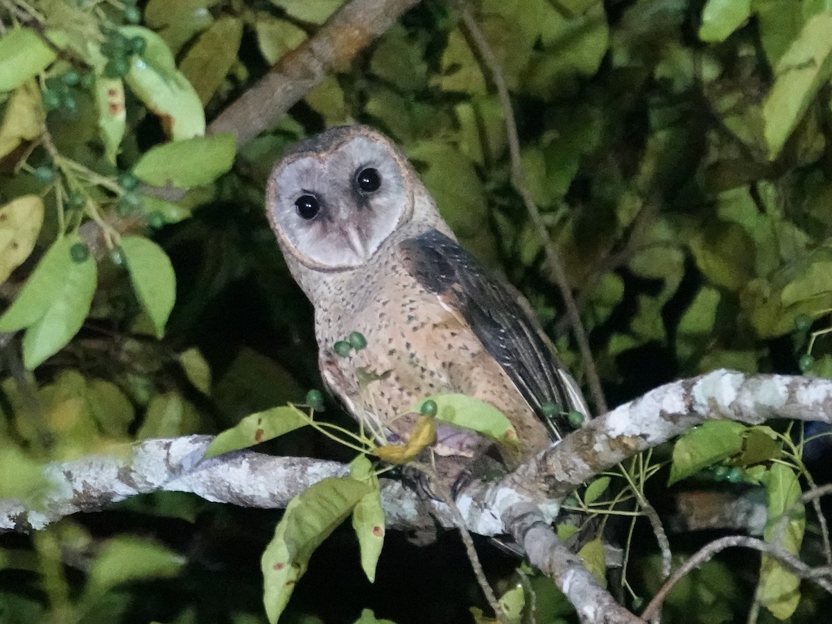 Sulawesi Masked-Owl - ML627896976