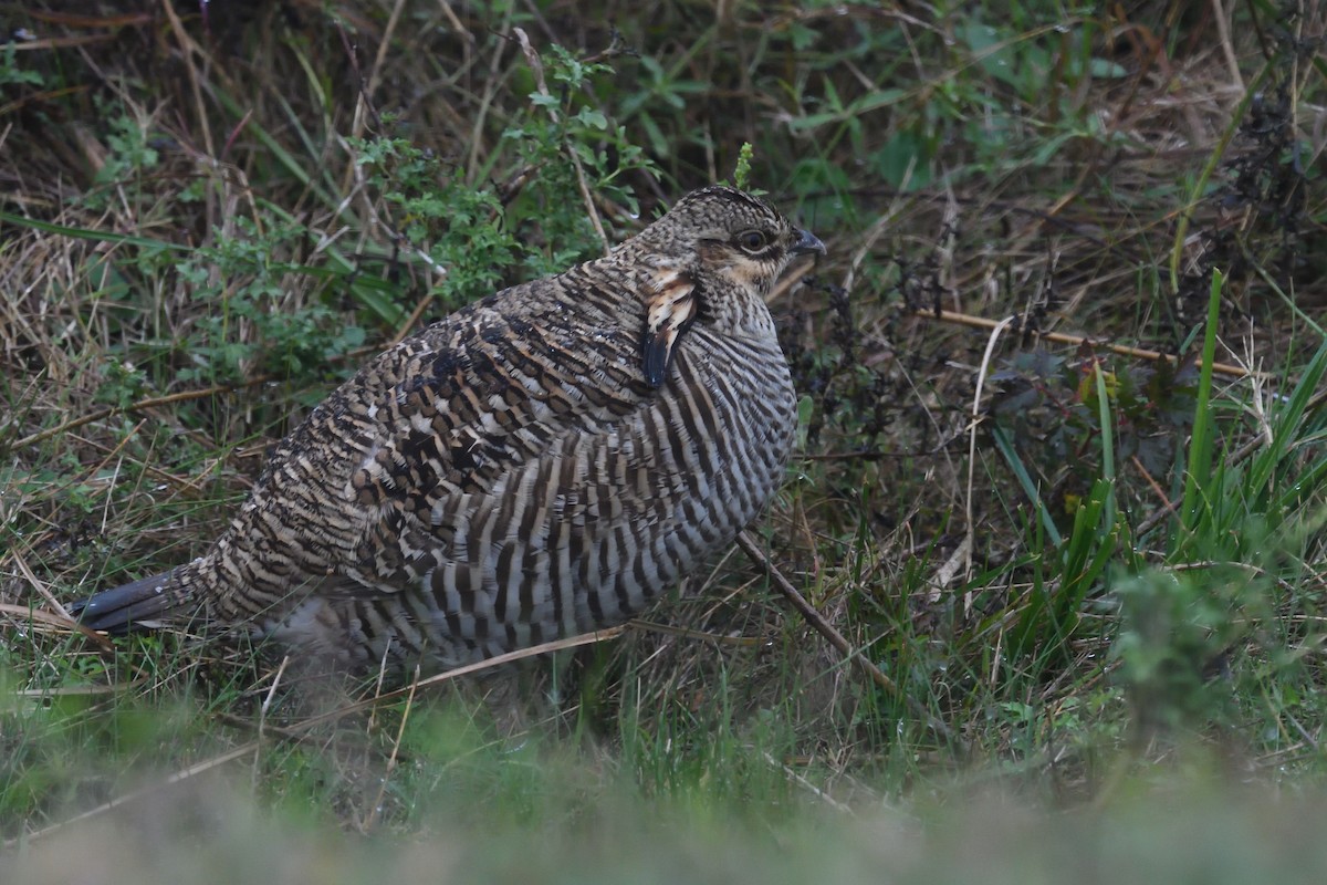 Greater Prairie-Chicken (Attwater's) - ML627897055