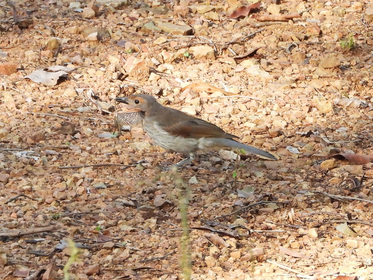 Gray Shrikethrush - ML627897060
