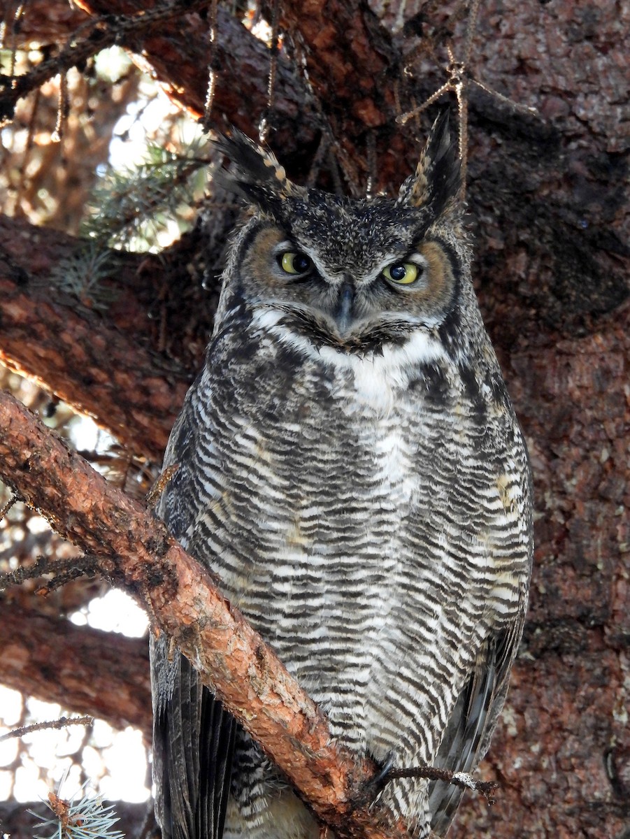 Great Horned Owl - ML627897080