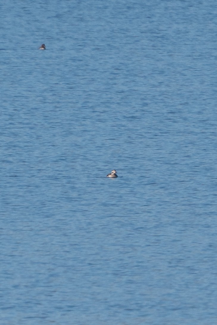 Long-tailed Duck - ML627897146