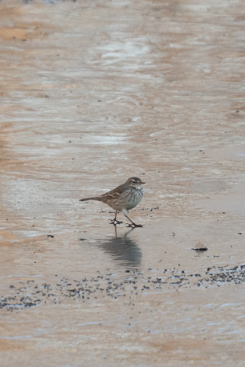 Water Pipit - ML627897148