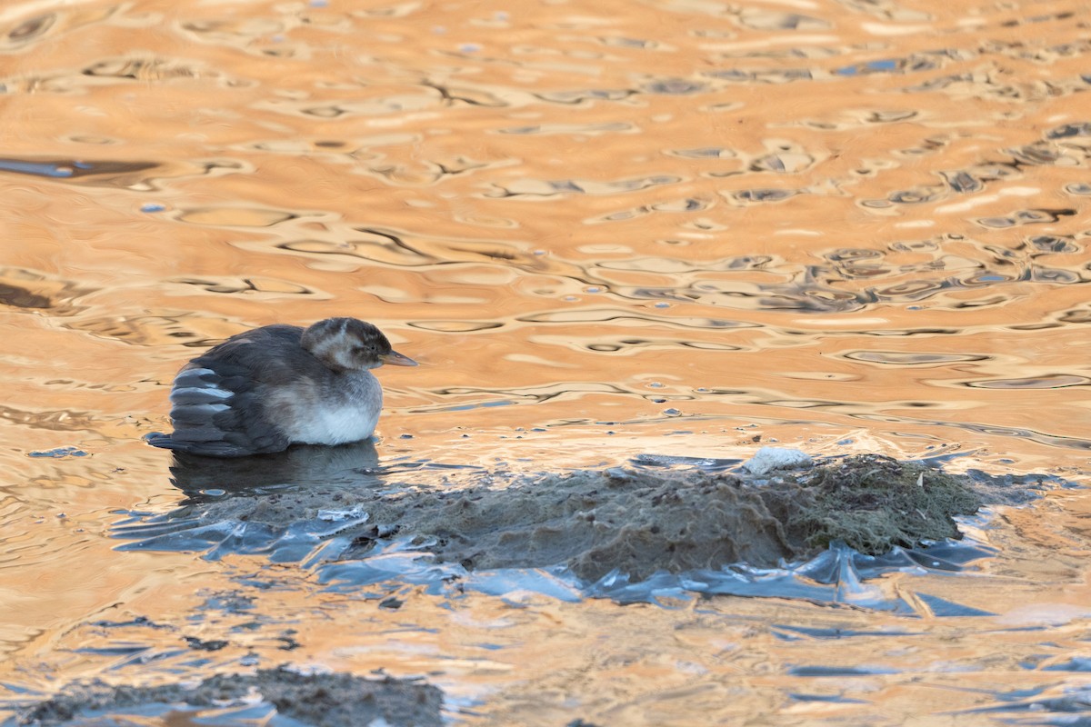 Little Grebe - ML627897152
