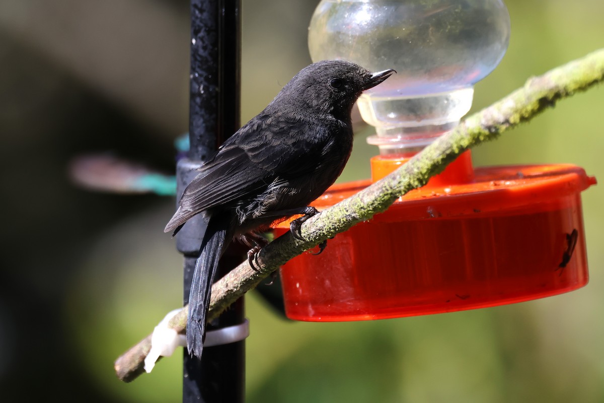 Black Flowerpiercer - ML627897184