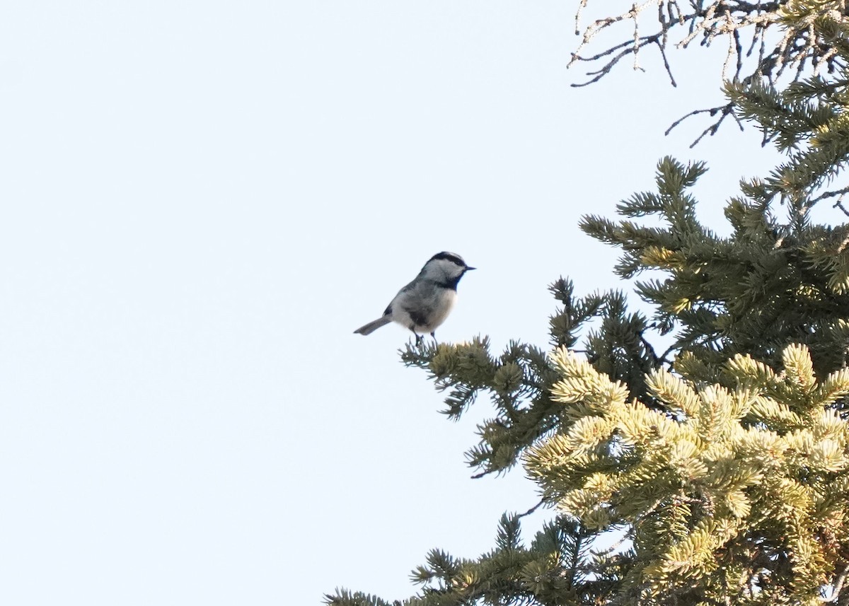 Mountain Chickadee - ML627897210