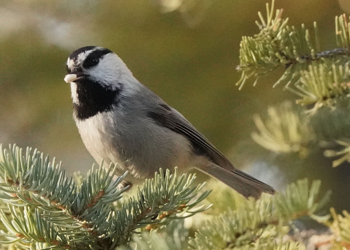 Mountain Chickadee - ML627897211