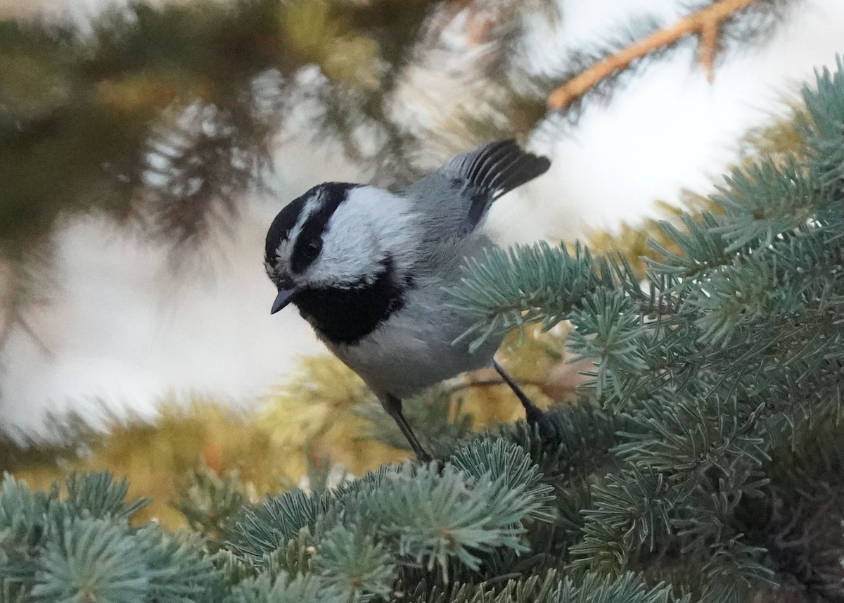 Mountain Chickadee - ML627897212