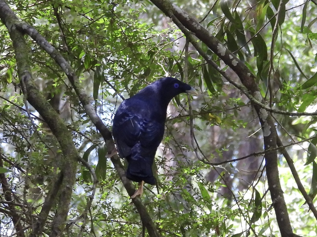 Satin Bowerbird - ML627897251