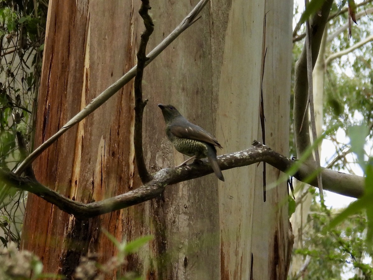 Satin Bowerbird - ML627897252