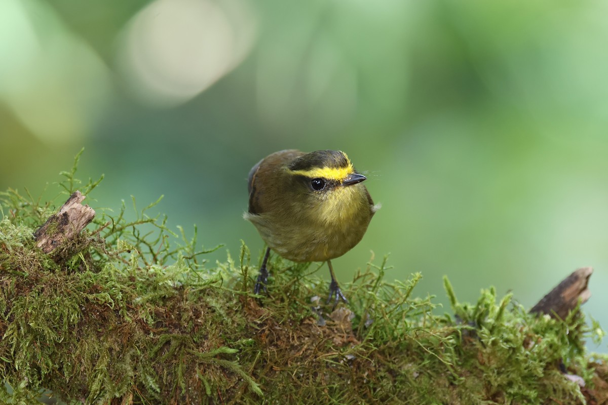 Yellow-bellied Chat-Tyrant - ML627897297