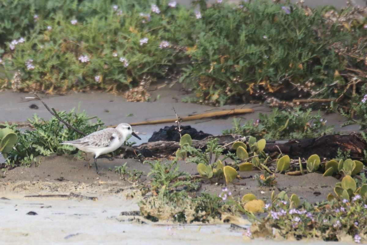 Гурвалж элсэг - ML627897338