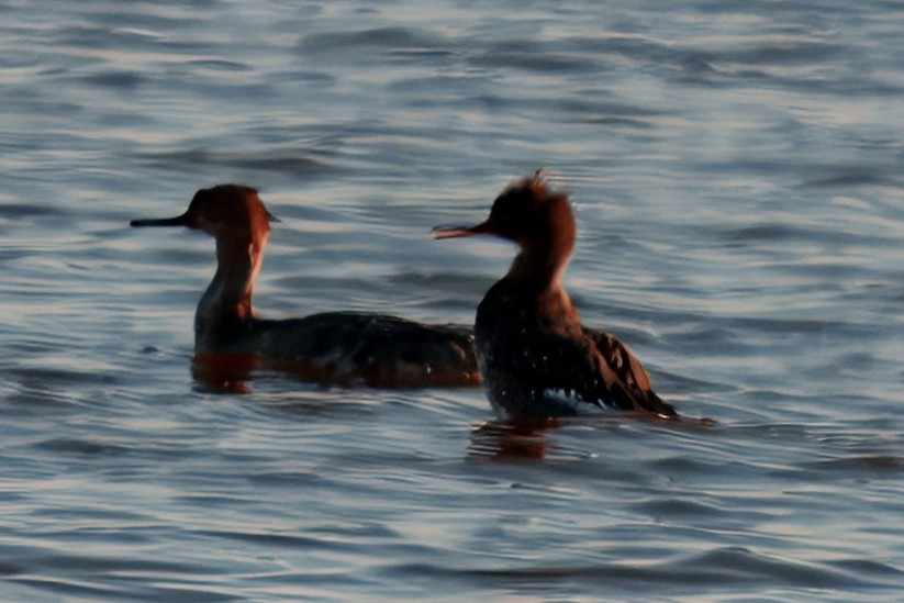 Red-breasted Merganser - ML627897355