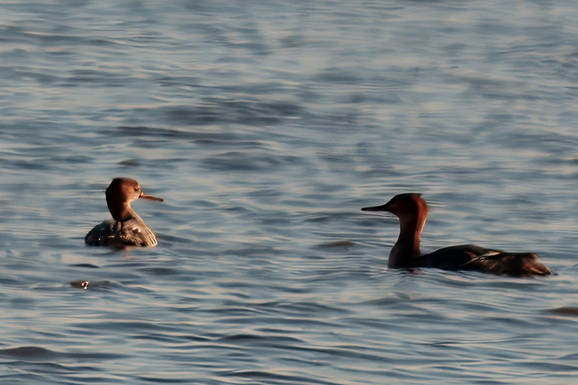 Red-breasted Merganser - ML627897356