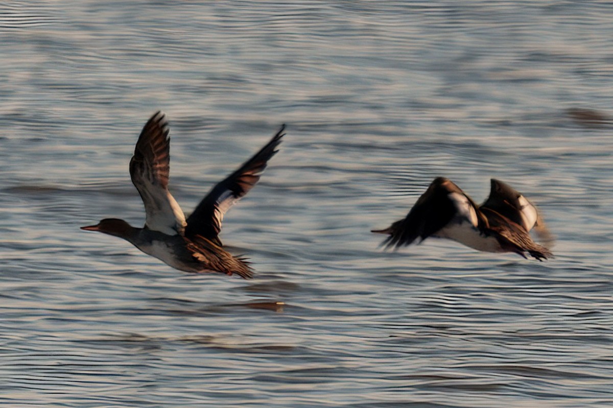 Red-breasted Merganser - ML627897357