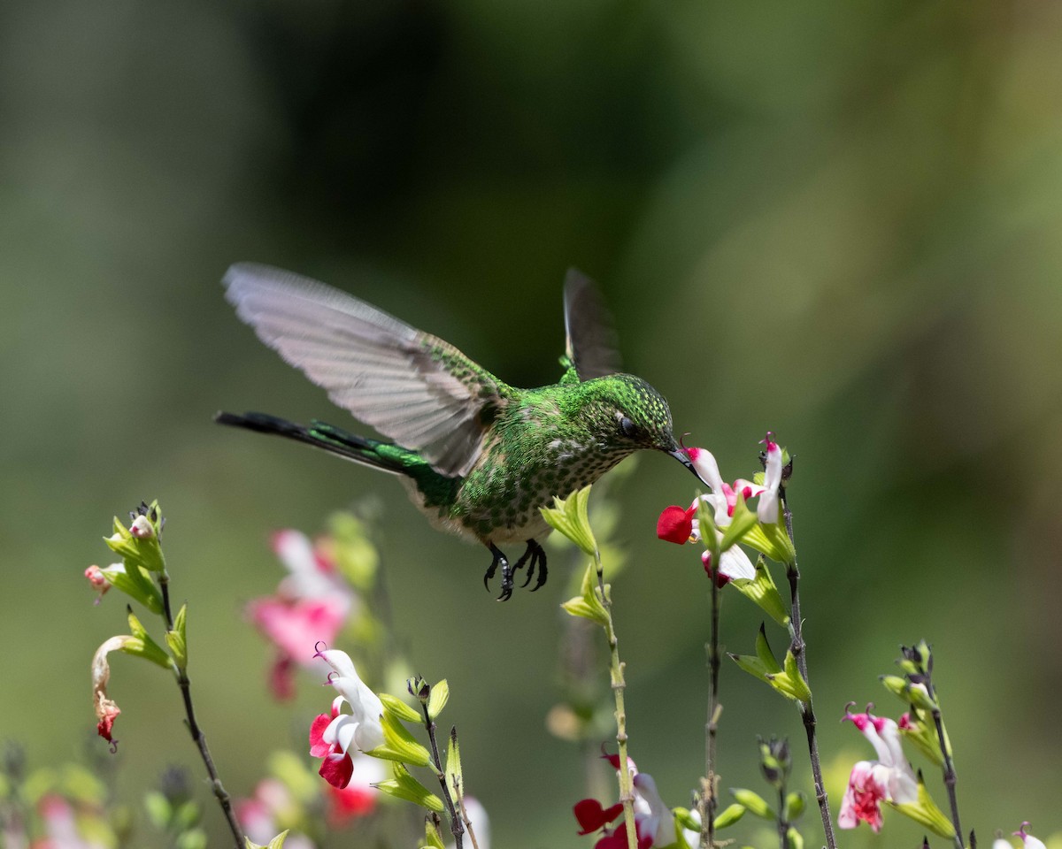 Green-tailed Trainbearer - ML627897364