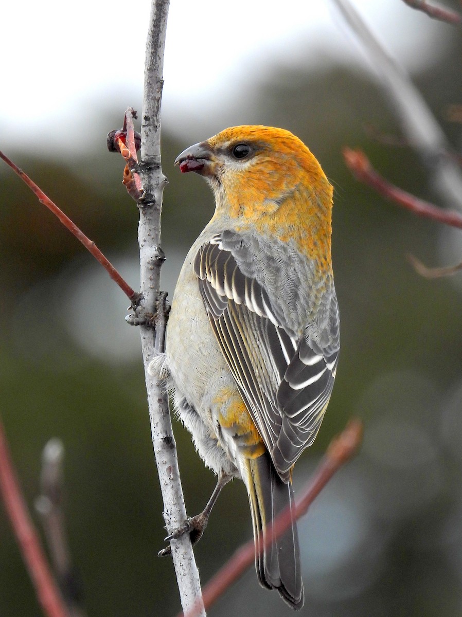 Pine Grosbeak - ML627897465