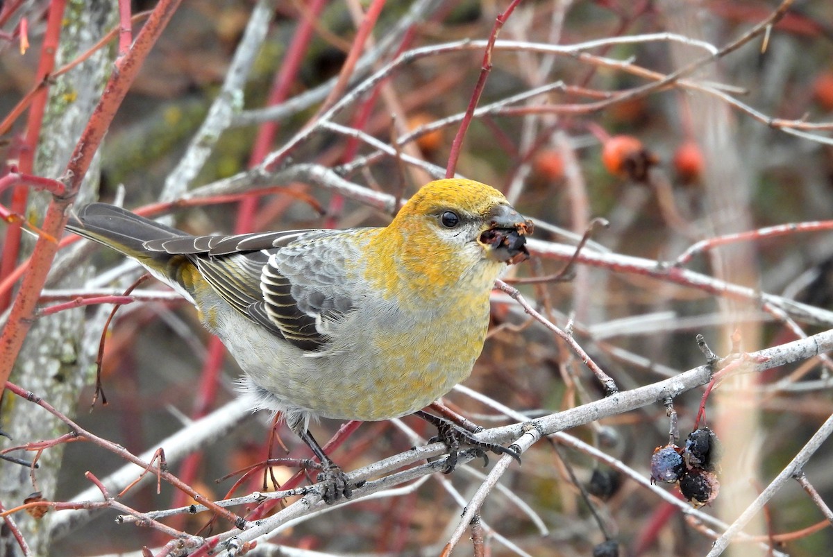 Pine Grosbeak - ML627897467