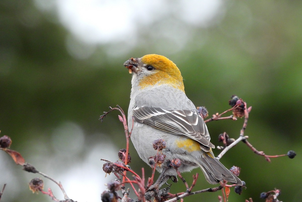 Pine Grosbeak - ML627897471