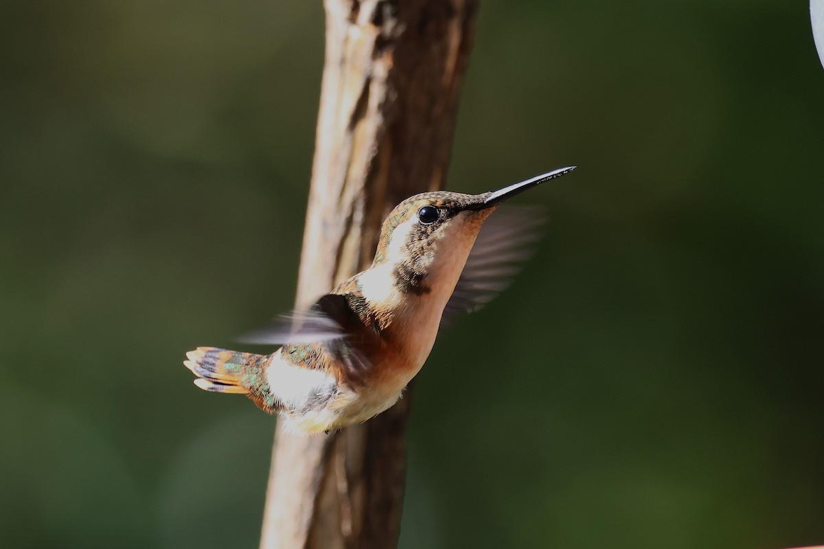 White-bellied Woodstar - ML627897473