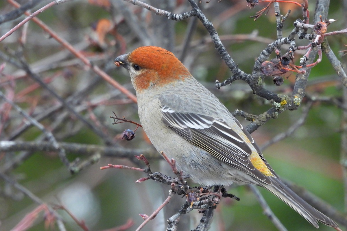 Pine Grosbeak - ML627897475