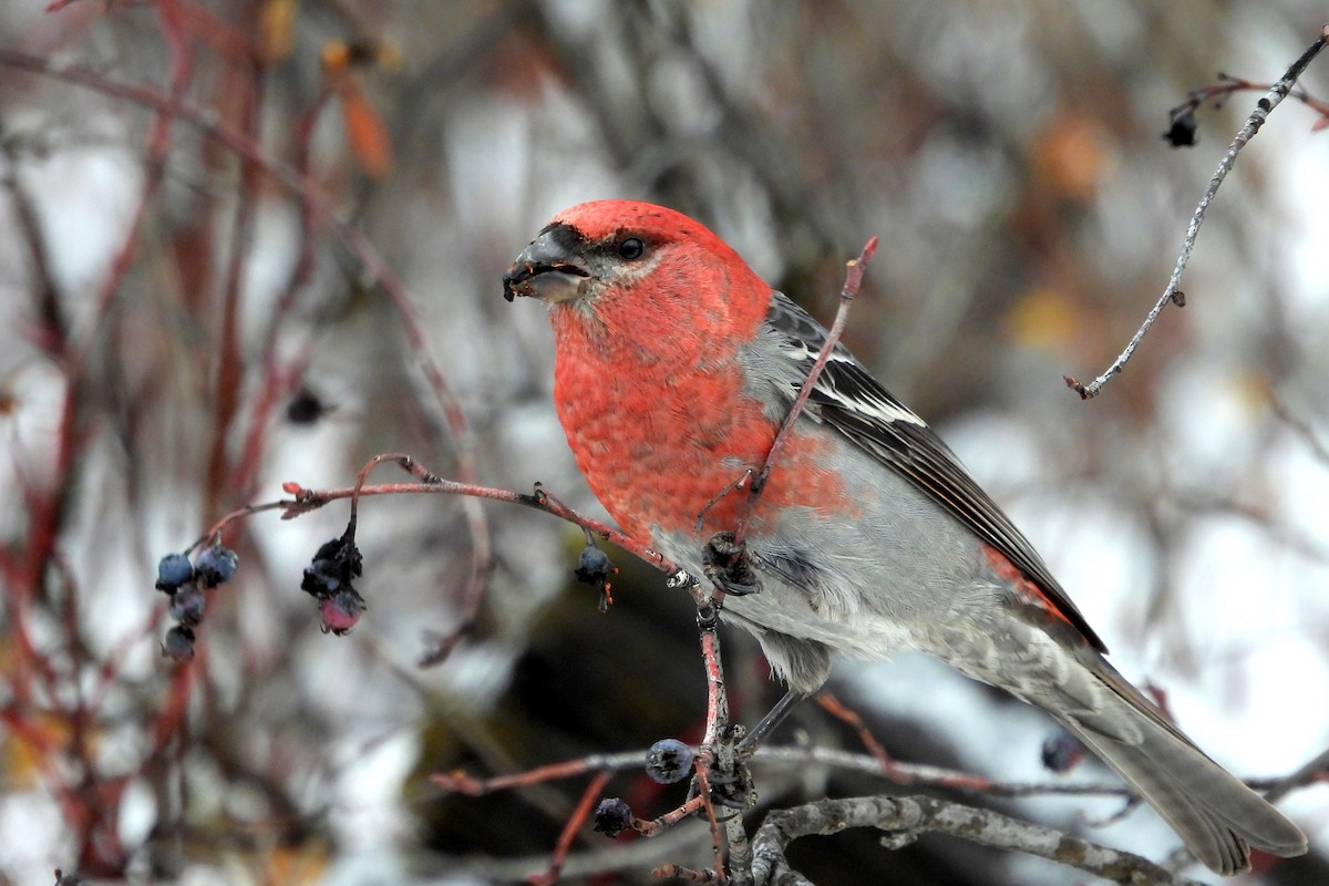 Pine Grosbeak - ML627897480