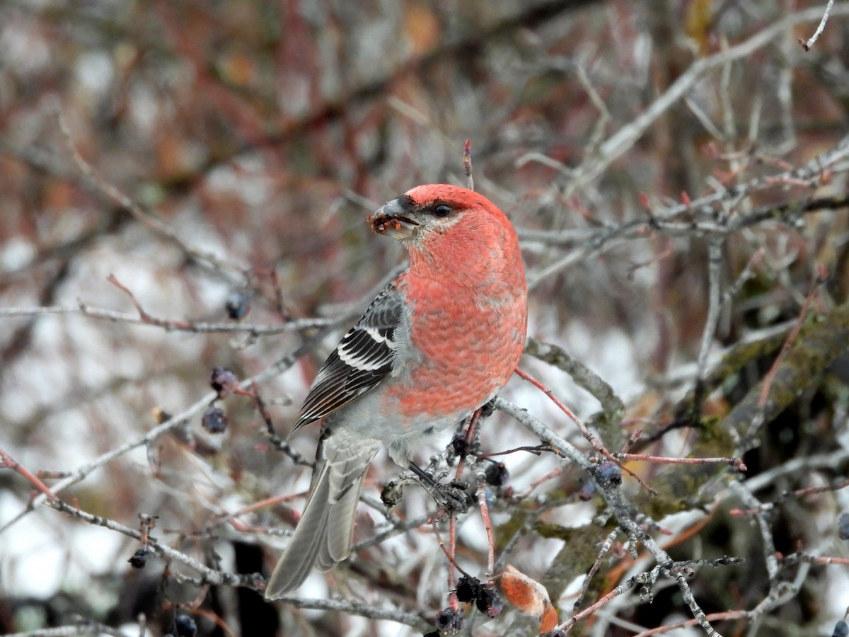 Pine Grosbeak - ML627897481