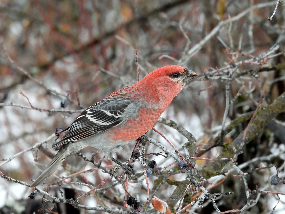 Pine Grosbeak - ML627897482