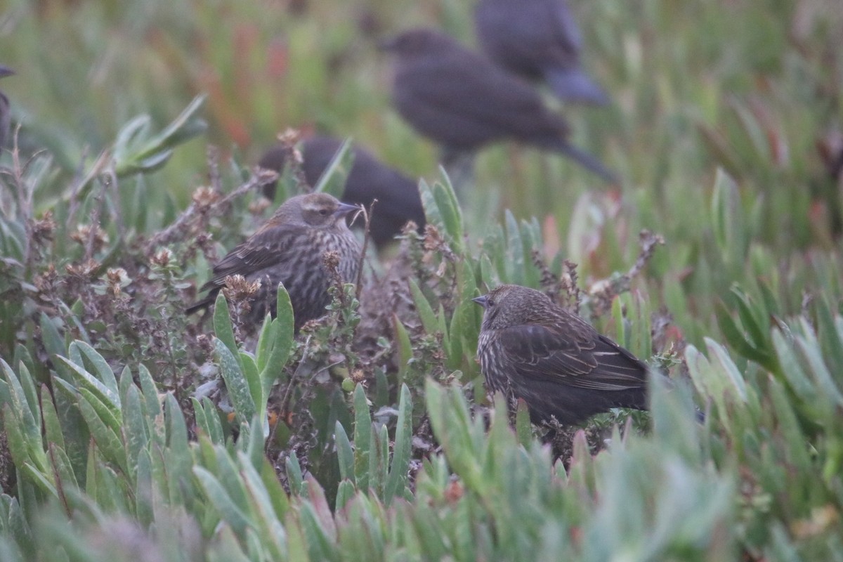 Red-winged Blackbird - ML627897500