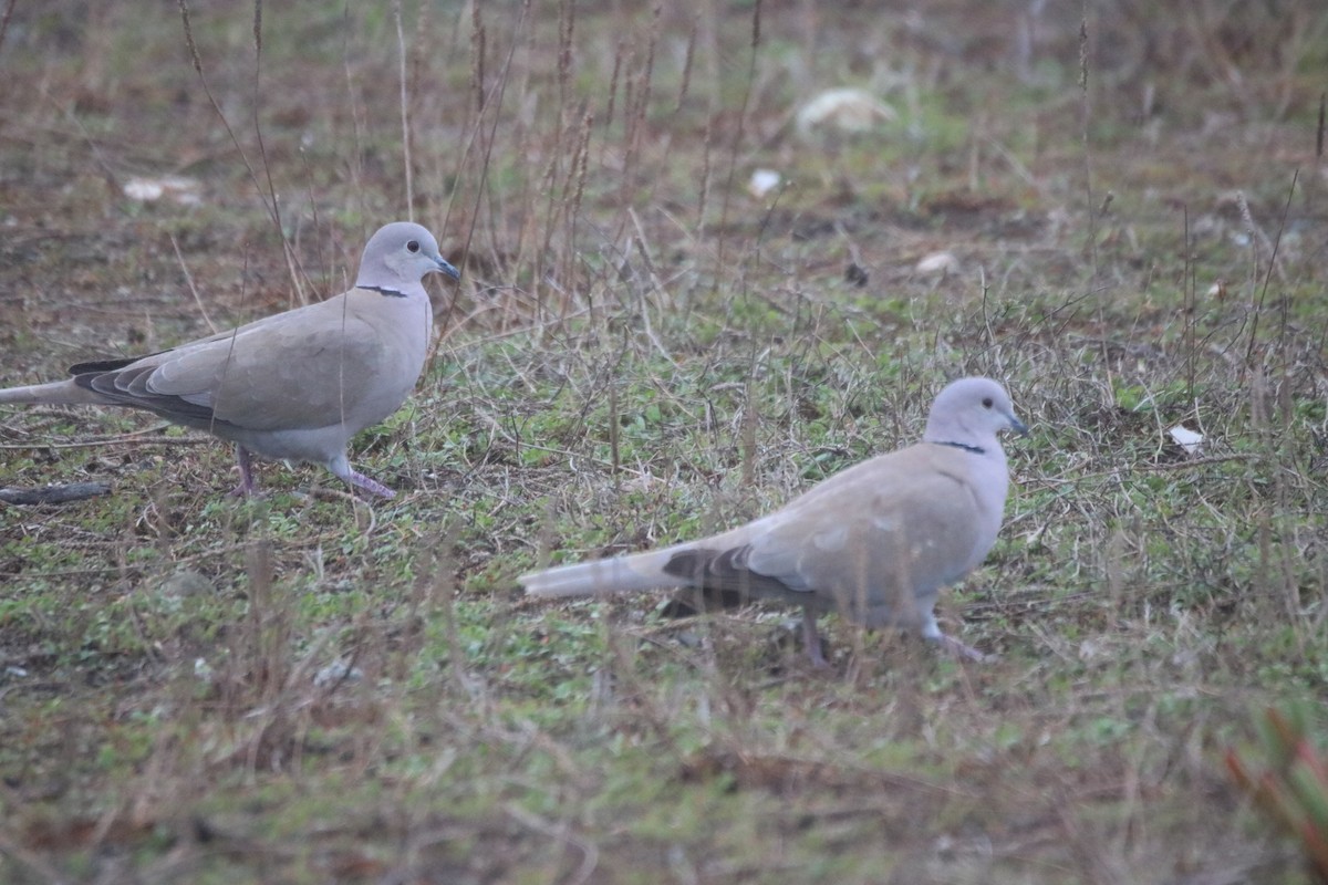 Eurasian Collared-Dove - ML627897525