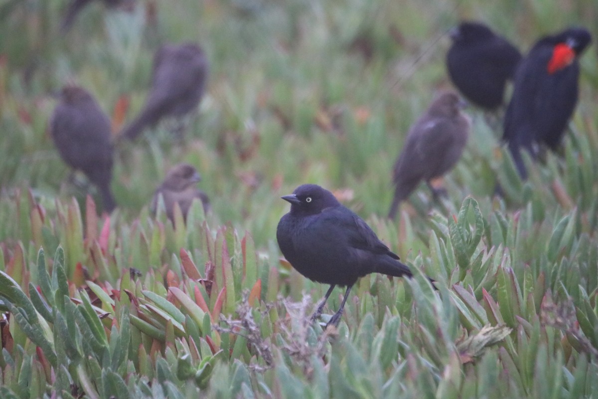Brewer's Blackbird - ML627897541