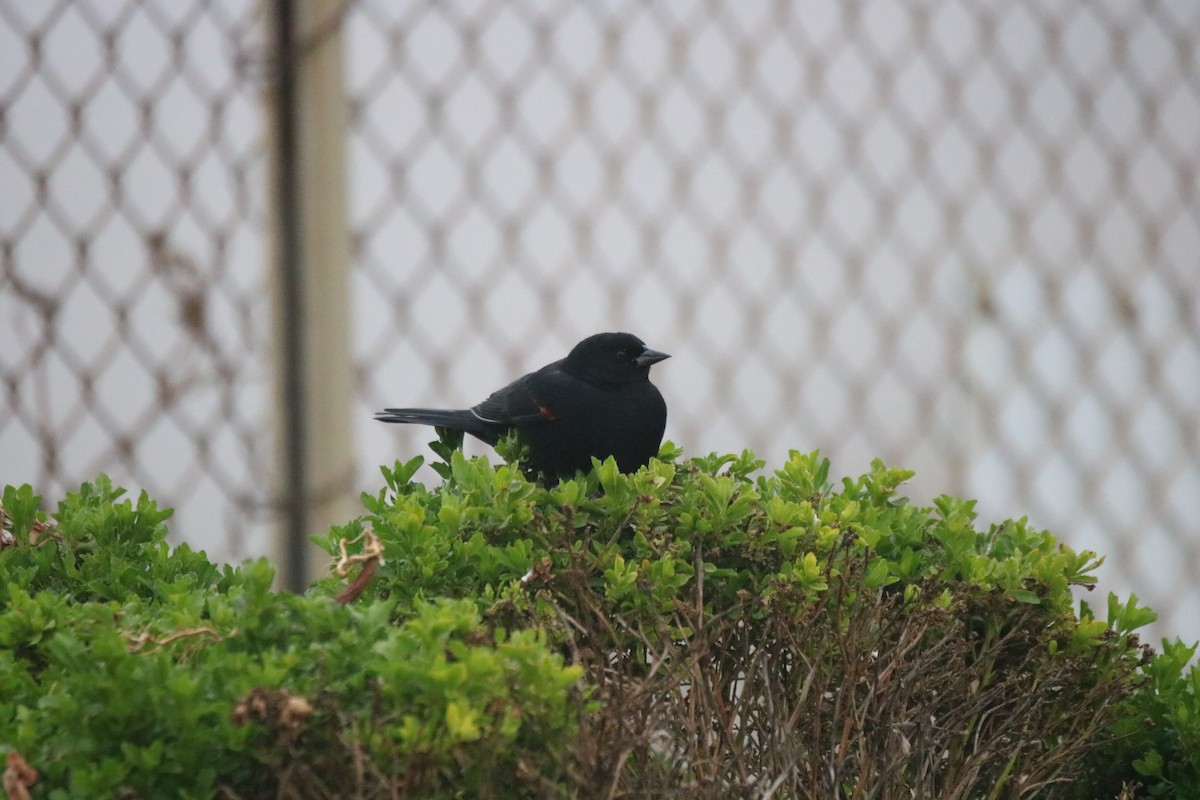 Red-winged Blackbird - ML627897544