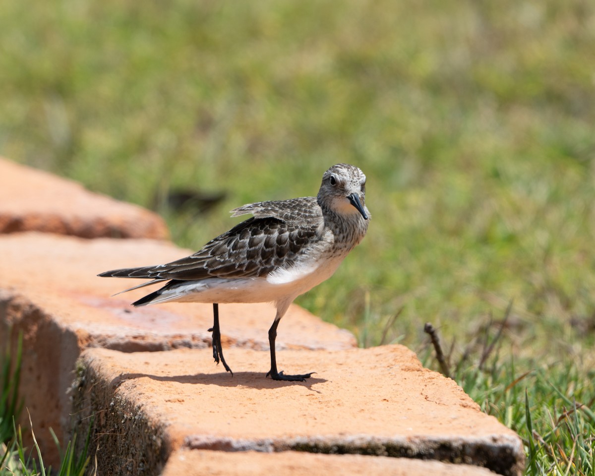 Baird's Sandpiper - ML627897565