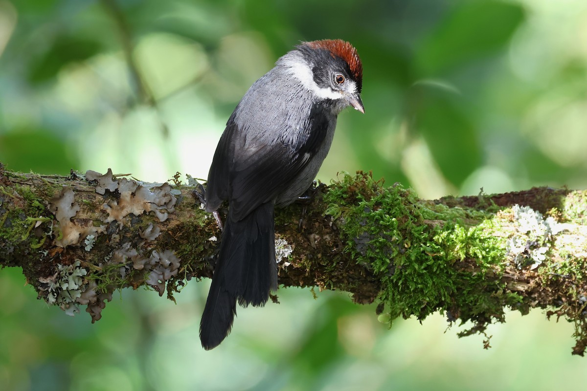 Northern Slaty Brushfinch - ML627897584