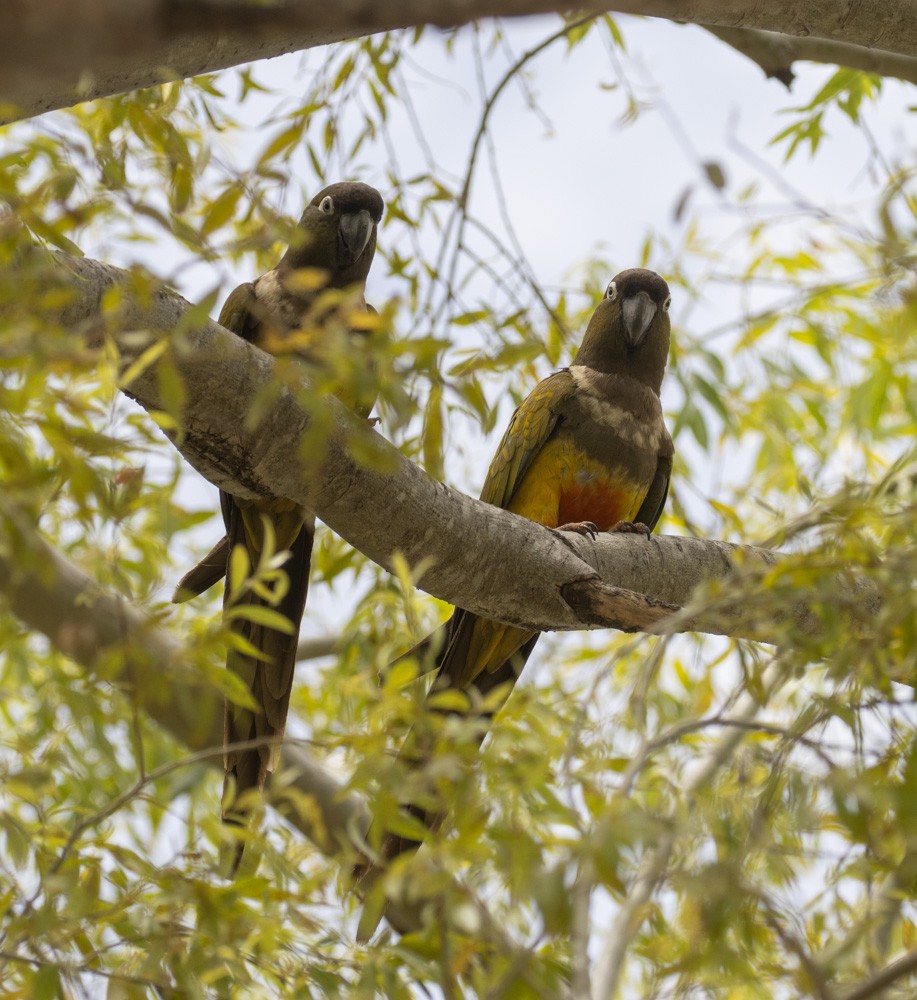 Conure de Patagonie - ML627897607