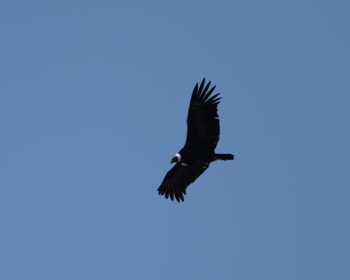 Andean Condor - ML627897659