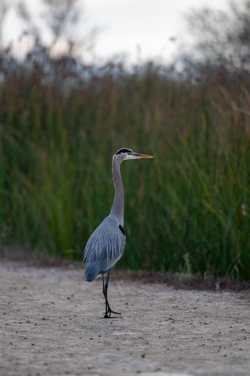 Great Blue Heron - ML627897722