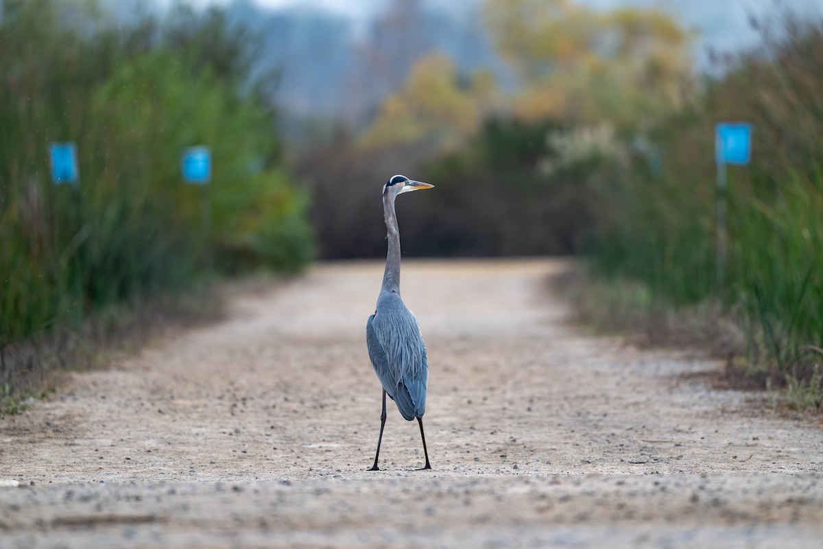 Great Blue Heron - ML627897723