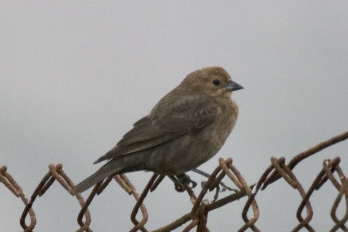 Brown-headed Cowbird - ML627897770