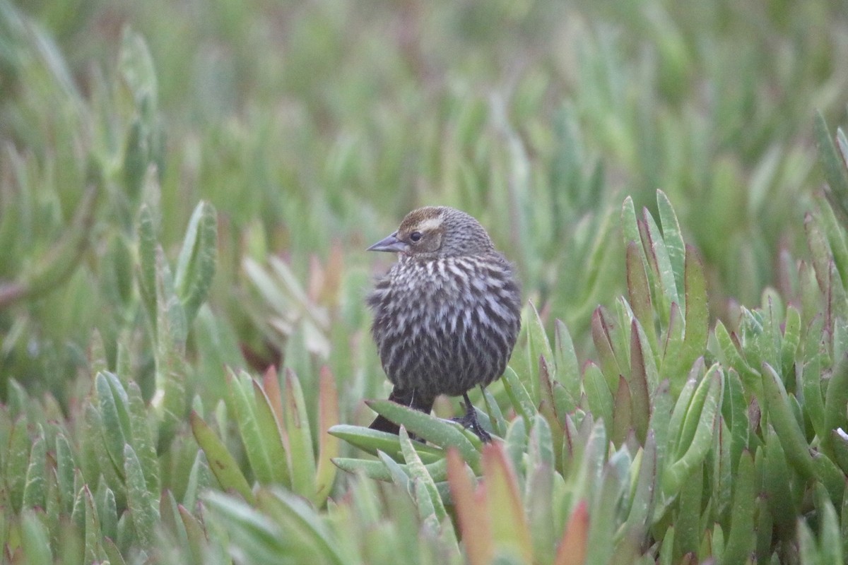 Red-winged Blackbird - ML627897791