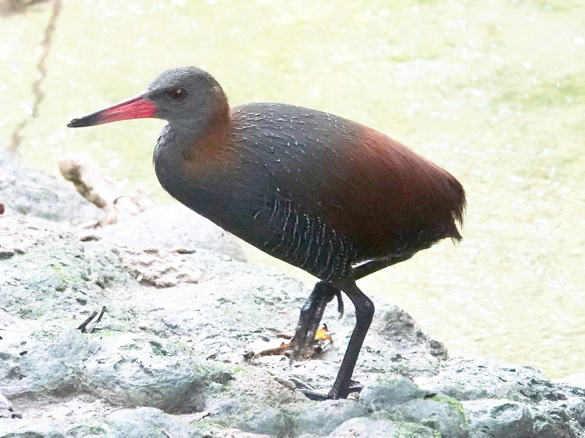 Snoring Rail - ML627898005