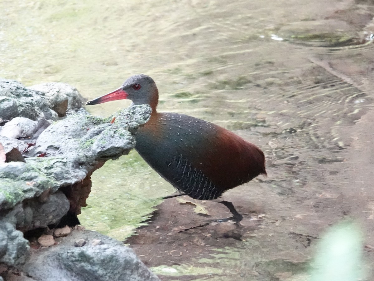 Snoring Rail - ML627898006