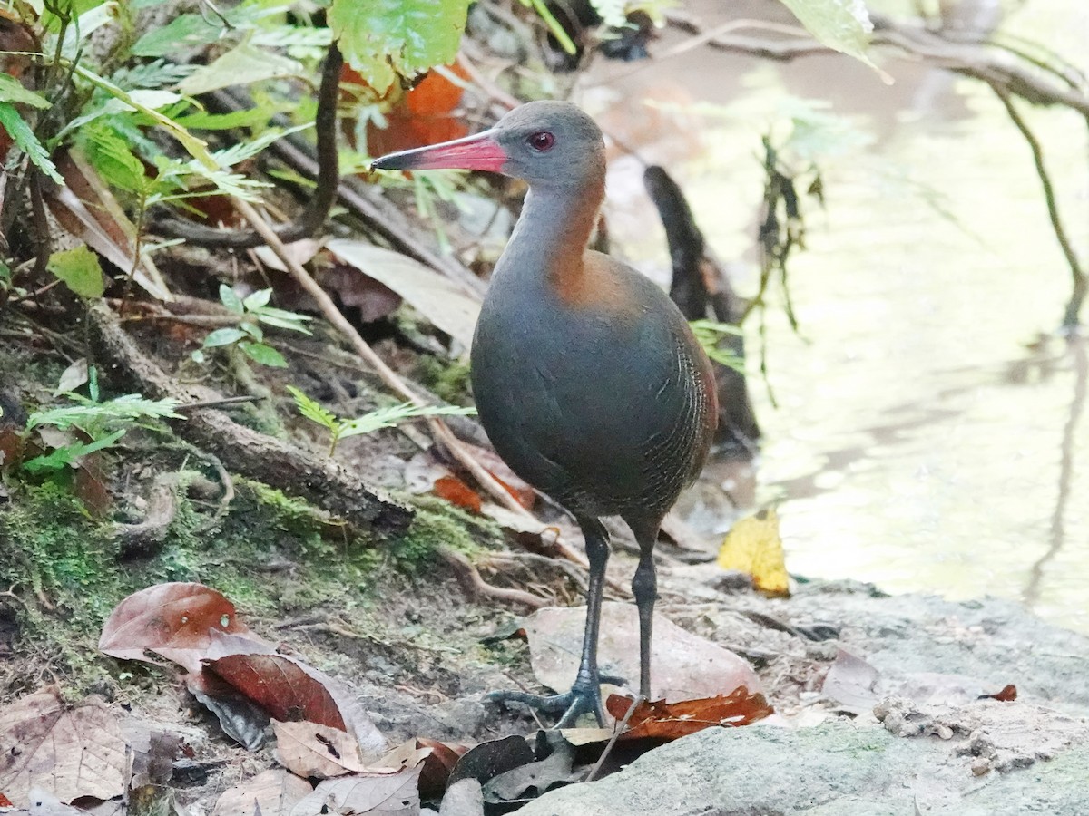 Snoring Rail - ML627898007