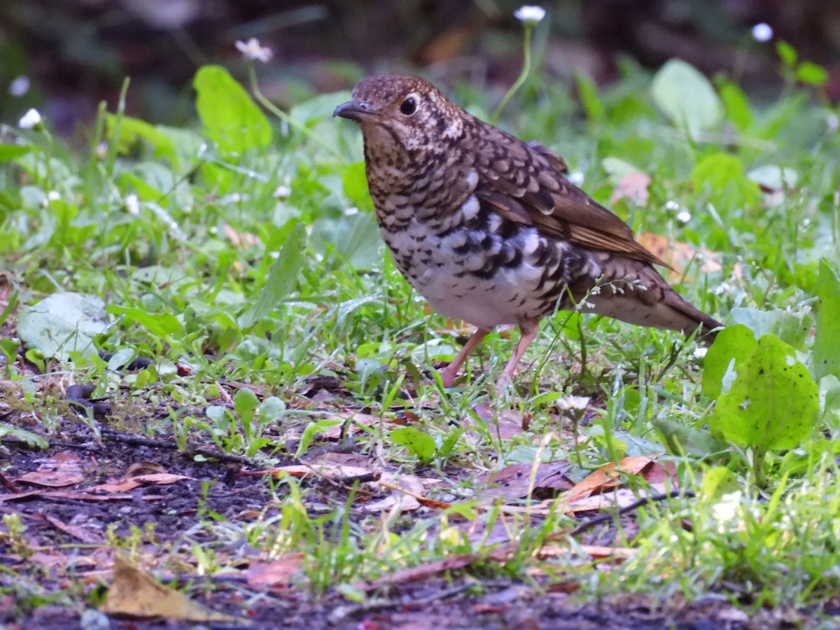 Bassian Thrush - ML627898011